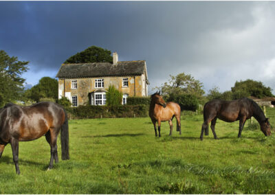 Horses,equine,horse riding,bay horse,summer activities,countryside,country sports,country house,pasture,grazing,farmhouse