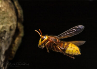 Hornet,vespa crabro,insect,wasp,Wasp family,hollow trees,nest,British insect,sting,Vespa crabro,hornet,Hornet,insect,flight,in flight,high speed flash,high speed,European hornet,food,feeding,nest,nest site,wings,large flying insect,British,rarest,rare,sting,much maligned,carrying food,social wasps,Large flying insect,action.,scary,black and yellow,docile wasp,rare British insect,apple,nest in hollow trees or lofts,large,antennae