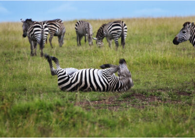 Zebra,rolling,Kenya,Africa,safari,Wildlife,animals,mammal,travel,holiday,destination,dust bathing.