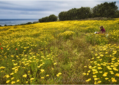 artists,dream,Isles of Scilly,Cornwall,holiday,tourism.travel,destination,sea,coast,view,landscape,water,landscape,beautiful,artist,painting,field,flower meadow,rule of thirds