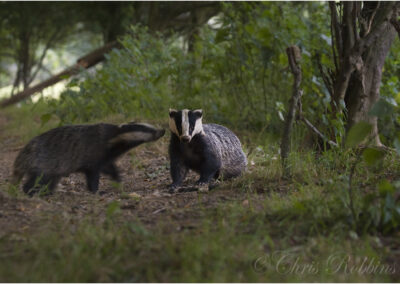 Badgers,Badger,Meles meles,nocturnal,shy,mammal,Badger meles meles,nature,cubs,young,omnivore,setts,elusive,woodland,short sighted,animals,animal,brock,black and white striped face.foraging,Bovine TB,TB in cattle,wildlife,nature,disease.,British wildlife,nocturnal,TB in Cattle,agriculture,farming,dusk,set,mammal,cute,three,woods,Badger,feeding