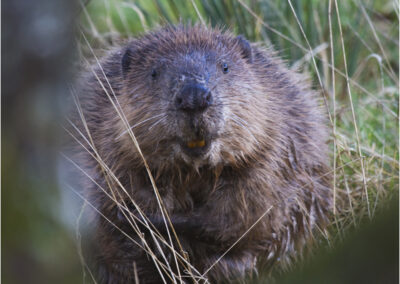 European beaver Castor fiber aquatic mammal.,mammal,Castor fiber,beaver,itching,castoreum,animals,animal,cute,reintroductions,itch,wildlife conservation in UK,mammals,reintroduction,dam building,fur,fur trade.,The,European,or,Eurasian,(Castor,fiber),is,a,species,of,which was once widespread in Eurasia,where,it,has,been,hunted,both,for,fur,and,for,a secretion of its scent gland,water,wet,sit,sitting