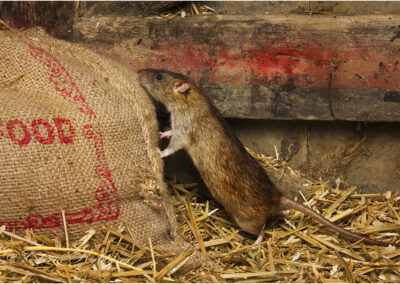 vermin,pest,mammal,rat,rats,rattus,norvegicus,brown rat,rodent,weils disease spread by rats,farm,leptospirosis,Mammal,british,mammals,disease,uk,Devon,england,wildlife,UK,nature,Farming,Control,Diseases,pest,Disease,british wildlife,weils disease,spreader,of,weil,rat,brown rat,brown,rattus,norvegicus,rodent,weils disease spread by rats,Controlling