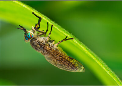 cleg,bite,bitting,biting,blood sucking,grey,insect,horse fly,haematopota pluvialis,flying,feed,feeding,horse fly,nature,haematopota,clegg,feed on mammal blood (hematophagy),large,eyes,eye,compound,prey,brightly,colored.,thorax,stripes.,bands,abdomen,pattern,distinctive,segment.