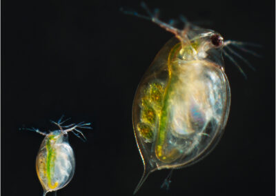 Daphnia,aquatic,crustaceans