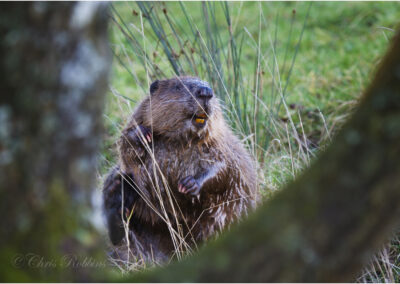 European beaver Castor fiber aquatic mammal.,mammal,Castor fiber,beaver,itching,castoreum,animals,animal,cute,reintroductions,itch,wildlife conservation in UK,mammals,reintroduction,dam building,fur,fur trade.,The,European,or,Eurasian,(Castor,fiber),is,a,species,of,which was once widespread in Eurasia,where,it,has,been,hunted,both,for,fur,and,for,a secretion of its scent gland,water,wet,sit,sitting