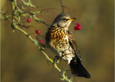 Fieldfare,Turdus pilaris feeding,British bird,ornithology,member of the thrush family,coulerful,colorful,autumn,berries