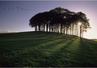 Nearly home trees,Trees,Knaphill,Devon,beech,woodland,Cornwall,lifton,copse,the copse on the hill,fairy wood,A30,the,copse,on,the hill,Cornwall,Devon,iconic,trees,tree,geese,sun,set,sun set,border,Launceston,landmark,beech trees,duel carriageway,landscape,holiday,spring,destination,countryside,travel,view,Lifton,blue sky,hilltop,iconic woodland scene,summer sky,cookworthy,dramatic,summer,cloud formation,Devon/Cornwall border,sunset,evening,dusk