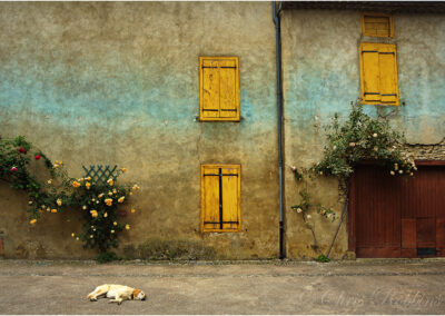 French,France,scene,sleeping dog,sleep,siesta,rose,roses,wood shutters,yellow,blue,dog Labrador,sun,sunny,summer,village life,old building
