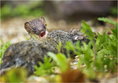 Stoat,Mustela erminea,meat eater,predator,kill,carnivore,ermine,free,in the wild,inquisitive,mammal,mustelidae,portrait,pest,short-tailed weasel,animal,vermin,wild,wildlife,nature,eating,eats,feeding,blood,killed,kills