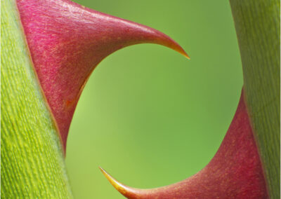 roses,macro,prickles,gardeing,garden,close-up,artistic,detail,plants,sharp,rose,prick,prickle,point,art,close,close up,red,green,danger,thorn,thorns,symmetrical,symmetry,symmetric,plant,spines,spinose,spinose teeth,spinose apical processes,spike,spiky,spiny,nature