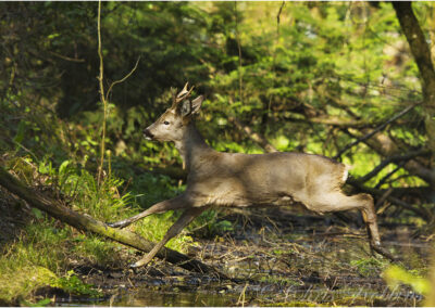 deer,wildlife,jumping buck,roebuck,jumping,Capreolus capreolus,wild,action,mammal,jump,roe,animal,nature,alert,forest,trees,buck,brown,fear,fast,hunting,running,capreolus,legs,sprinting,fleeing,male,hurry,rush,spurting,dashing,antlers,run,spring,western roe deer