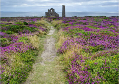 Wheal Coates mine,Cornwall,heather,St Agnes,Atlantic,Cornish,coast path,mining,foot path,mine,wheal coates,Europe,destination,travel,tourism,summer,coastline,coast,vacation,uk,England,path,landscape,cliffs,flower,flowering,color,colour,holiday,UK,southwest,westcountry,ruins,old,wheal,coats,North Cornish coast