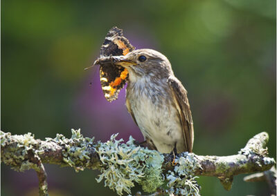 Spotted Flycatcher (Muscicapa striata),bird,migratory bird,birds,garden bird avian ornithology,butterfly,small Tortoiseshell,insect,food,feeding,nature,wildlife,summer