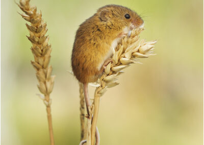harvest mouse,nature,wildlife,mice,cute,uk,cover,picture,card,cards,wildlife,animal,animals,mammal,mammals,native,garden,britain,rodent,British,photo,photography,greeting,wheat,corn,mouse