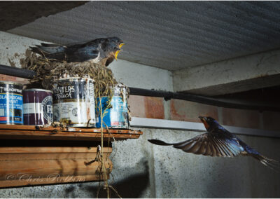 swallows,Hirundo rustica,paint shed,swallow,fledgling,hungry,in flight,nature,summer,animal,bird,nest,fauna,young,family,brood,chicks,wild,nestling,barn,wildlife,flying,feed,feeding,shed,migrating,migration