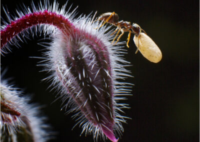 Lasius Niger; common black garden ant; nature; insect; ant; macro; closeup; organism; winged; magnification; outdoors; antenna; creature; wing; close-up; fauna; wildlife; close; invertebrate; black; control; infestation; small; tiny; creature; flower; light; lighting