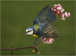 nature,wildlife,blue tit,defensive,garden birds,uk,wildlife,woodland,animal,animals,bird,birds,native,ornithology,garden,flight,britain,british,photo,photography,wings,wings open,Cyanistes caeruleus