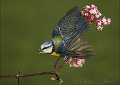 nature,wildlife,blue tit,defensive,garden birds,uk,wildlife,woodland,animal,animals,bird,birds,native,ornithology,garden,flight,britain,british,photo,photography,wings,wings open,Cyanistes caeruleus