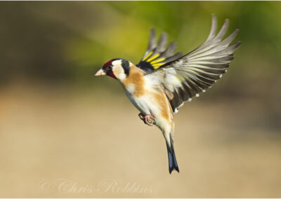 nature,wildlife,goldfinch,Carduelis carduelis,uk,wildlife,woodland,animal,animals,bird,birds,native,ornithology,garden,flight,britain,british,photo,photography