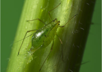 common nettle aphid,reproducing,pest,insect,birth,aphid,life,Common Nettle Aphid,aphids,dioica,leaf,stinging nettle,spring,summer,uk,urtica,close,close-up,detail,details,europe,fauna,insects,small,nature,born,reproduction,pests,Microlophium carnosum,nymph.,insect,birth,microlophium carnosum,nymph,pest,multiply,light,tiny,greenfly,green fly,greenflies
