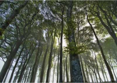 Trees,iconic,copse,A30,knaphill,Devon,Cornwall,border,beech trees,landmark,Lifton,Launceston,duel carriageway,holiday,destination,travel,spring,countryside,landscape,view,A30,the hill,on,copse,the,Cornwall,Devon,iconic,trees,set,sun,geese,tree,sun set,blue sky,hilltop,iconic woodland scene,summer sky,cookworthy,dramatic,summer,cloud formation,Devon/Cornwall border