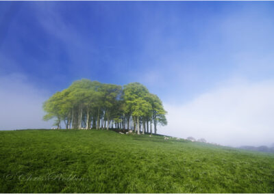 Trees,Knaphill,Devon,woodland,Cornwall,lifton,copse,the copse on the hill,fairy wood,Nearly home trees,A30,the,copse,on,the hill,Cornwall,Devon,iconic,trees,tree,geese,sun,set,sun set,border,Launceston,landmark,beech trees,duel carriageway,landscape,spring,destination,countryside,travel,view,Lifton,blue sky,hilltop,iconic woodland scene,summer sky,cookworthy,dramatic,summer,cloud formation,Devon/Cornwall border,morning,mist,beech