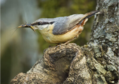 Nuthatch,sitta europaea,nest,tree hole,chick,British bird,ornithology,nature,wildlife,summer,oak,gets,name,from,habit,of,wedging,nuts,in,tree,bark,and,splitting,them,with,blows,from,sharp,bill.