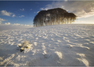 snow,winter,weather,snowscape,temperature,Devon,The copse on the hill in winter,beech,copse,Lifton,drifts,white,temp,view,outdoor,outdoors,elements,snow drifts,landscape,frozen,outside,UK,uk,scene,scenes,scenery,trees,drift,cold,low,Dartmoor