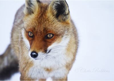 fox- vulpes vulpes,red fox,alert,Renard,reynard,British wildlife,vermin,fox (vulpus vulpus) vermin,pest,hunting,fox,nature,snow,look,animal,British wildlife,carnivore,countryside,rural,animals,young,uk,UK,Devon,country scene,British mammals,mammal,vermin,wildlife,pest,outdoors,animal mammal predator,fur,mammals,squabbling,vulpes,mammalia,carnivores,red,looking,cold,winter