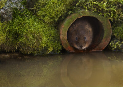 Water Vole,animal,UK,cute,mammal,aquatic,conservation,water,water vole,nature,wildlife,cute,terrestris,river,arvicola,uk,vole,aquatic,rodent,britain,british,water rat,european,europe,brown,ratty,wind in the willows,aquatic mammal,pond,endangered,British mammal,stream,Ratty,mammal