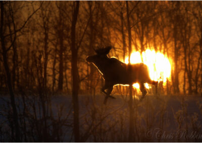 Canada,snow,cold,moose,wildlife,mammal,animal,animal,woods,moody,atmospheric,morning,North America.palmate antlers,running