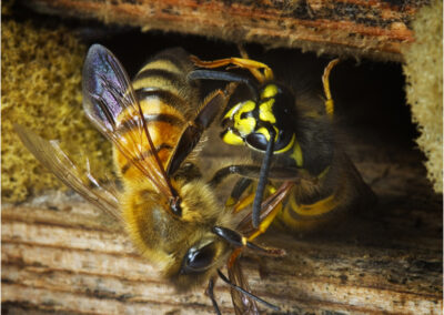 Bees,beekeeping,hive,wasp,raiding,pest,fighting,honey,countryside,fight,wasps,bee,apiculture,apis