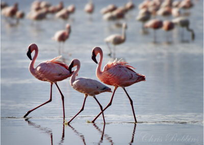 flamingo,lesser,flamingos,lake nakuru,Kenya,Africa,travel,destination,holiday,safari,large bird,birds,Phoenicopterus minor