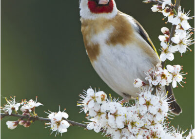 European Goldfinch,Carduelis carduelis spring,wildlife,goldfinch,nature,Blackthorn blossom garden bird avian ornithology cute genus Carduelis,colourful colorful bright.nature wildlife,photography,photo,garden,britain,british,ornithology,native,birds,bird,wildlife,woodland,animal,animals,uk