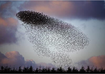 starlings,roosting,dusk,birds,winter,flock,nature,sturnus vulgaris,sturnus,starling,swarm,swirling,silhouette,evening,sunset,wildlife,Cornwall,disused airfield,fir forest,natural history,Davidstow,bird behaviour,bird behavior,british,coming,dusk,british wildlife,flock,murmuration,over,murmurations,rspb,setting,setting sun,behavior,silhouetted,sun,thousands of birds,night,avian,winter,late,trees,plantation,animals,shelter,safety in numbers,flight,flocks,flying