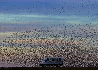 murmuration.,Sturnus vulgaris,roost,starlins,starling,murmurations,murmurating,birds,mesmerizing,starlings,flock,swarm,davidstow,Davidstow disused aerodrome in Cornwall,Britain,countryside,spectacular,bird ballets,greatest wildlife spectacle in Britain,remarkable,mesmerising,thousands,aerial dance,uk,Cornwall,roosting site,roosting,The Birds,swarming,congregating,ornithology