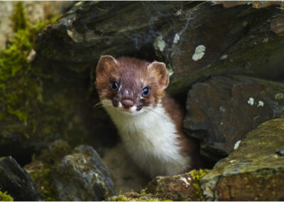 Stoat(Mustela erminea) animal,wildlife nature,Mustelidae portrait,mammal,carnivore,vermin pest ermine or short-tailed weasel,wild,free,in the wild,predator,meat eater,inquisitive.