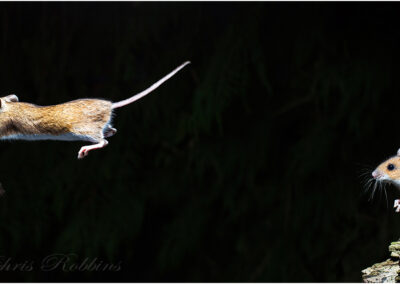 wood mouse-Apodemus sylvaticus,jumping,action,jump,nocturnal,airborne,night,dynamic,active,wildlife,nature,animal,British mammal,rodent,mouse,mice,crepuscular,Long Tailed Field Mouse,quick,fast,nut,poster,slick,spectacular,transport,transporting,Eurasian,impressive,spectacular,mammals,acrobatic,acrobatically,acrobatics,agile,fit,flexible