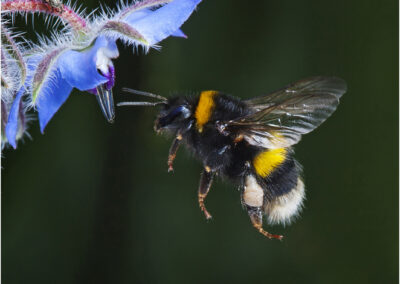 bumble bee,insect,flight,pollinating,flower,Bumble bee,bee,bees,pollinate,pollination,in flight,flight,summer,boradge,flower,nature,garden,lavender,ecology,countryside,pollinator,pollinators,life,gardening,outdoors,outside,close up,bees,food,collecting,pollination,season,seasons,floral,flowers,meadow,environment,summertime,bloom,pollen,seasonal,flora,wild,nectar,natural,macro,pollinate,insects