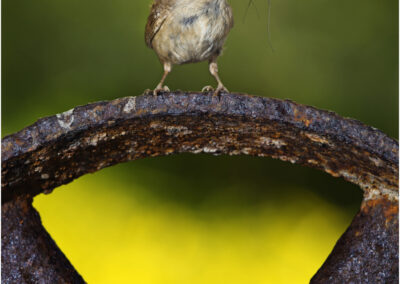 nesting,birds,British,in flight,breeding season,Troglodytes troglodytes,bird,Wren,garden,barn,birds,nest,barn,nesting,fly,flight,flying,airborne,feed,feeding,chicks,young,nature,wildlife,photography,hungry,ornithology,Devon,uk,UK,British,wings,feathers,summer,spring,breeding,season,metal,wheel,spider,breed,shed,songbird,Animal,animals,British bird,bird,troglodytes),Troglodytes