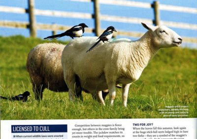 Published in the BBC Wildlife Magazine