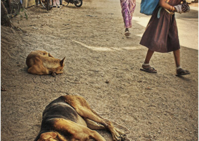 mamallapuram; asian; india; lifestyle; colourful; vibrant; tamil nadu; girl; school girl; childhood; indian; child; education; student; back to school; person; lifestyle; people; young girl walking to school alone; young; uniform; cute; long walk to school; schoolgirl; female; pupil; schoolchild; bag; street scene; street; dogs; asleep