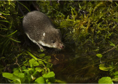 shrew, animal, water, small, Water Shrew, one, environment, species, nature, natural, cute, fauna, habitat, mammal, neomys fodiens