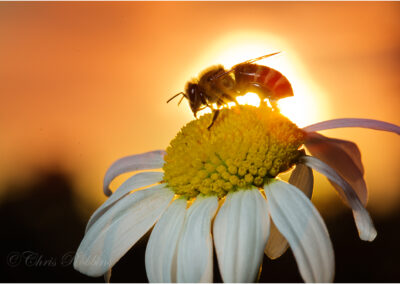 nature; honey; outdoor; bee; flower; honeybee; nectar; yellow; natural; organic; macro; animal; closeup; garden; insect; season; pollen; daisy; chamomile; summer; pollination; sun; meadow; feeding; nutrition; close up; backlit; worker bee; honey bee; healthy; agriculture; pollinator; collecting; flora; beauty; pollinate; springtime; pollinated; wildlife; pollinating; apiarist; sunshine