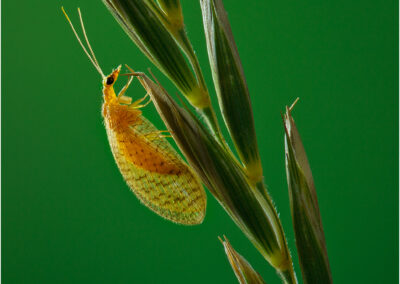 Hemerobius lutescens; insect; insects; nature; UK; brown lacewing; lacewings; small; tiny; insecta; animal; insects; natural; beauty; delicate; delicate; grass; meadow; field; beauty in nature; detail