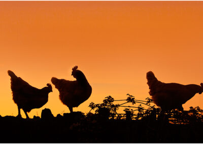 poultry; agriculture; hen; fowl; countryside; farm; outside; chicken; farming; animal; rural; natural; country; meat; food; outdoor; farmyard; domestic; bird; domesticated; scene; free range; environment; sonset; orange; color; colour; silhouette; silhouettes; evening; dusk
