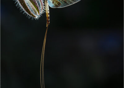 mayfly: Mayflies; known as shadflies or fishflies in Canada and the upper Midwestern U.S.; up-winged flies; Ephemeroptera; insect; insects; Palaeoptera; Over 3; 000 species of mayfly are known worldwide; fresh water; nature; wildlife; wings; beauty; back lit; aquatic insect; riverside; lake; pond; pond life; the natural