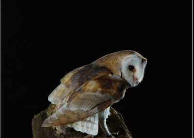 barn owl; bird of prey; dark; hunter; night; predator; prey; tyto alba; UK; cut upt; black background; bird; birds; owl; owls;