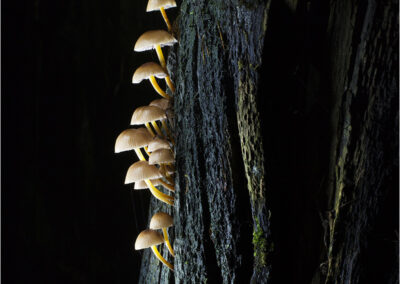 wood; mushroom; forest; nature; tree; closeup; season; natural; fungus; autumn; trunk; wild; fungi; environment; fall; woods; vertical; seasonal; organism; toadstool; mushrooms; outdoors; log; detail; light. painting with light; light painting; torch light; texture; cracks